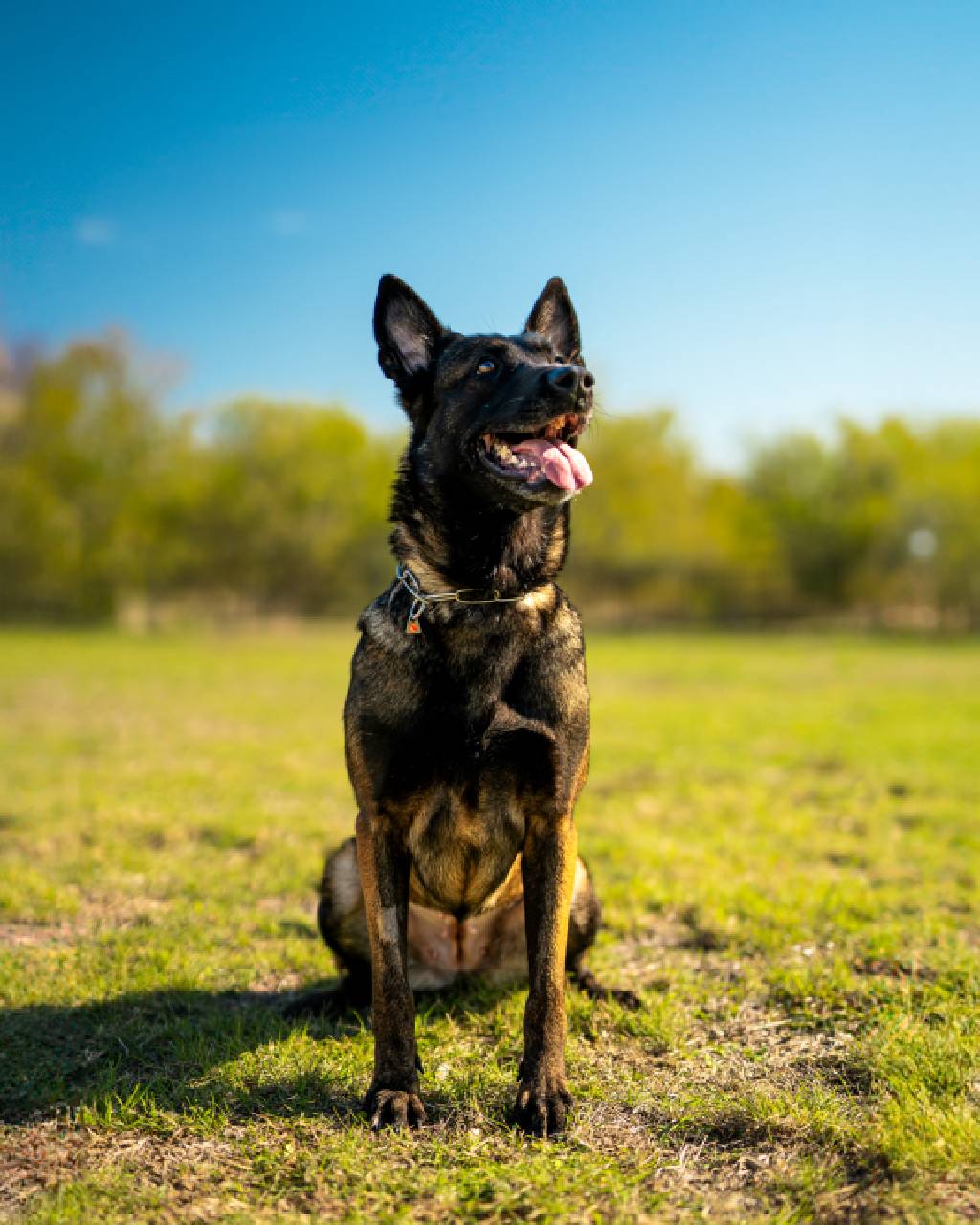 Magnificent Female Malinois Dutch Import Protection Dog