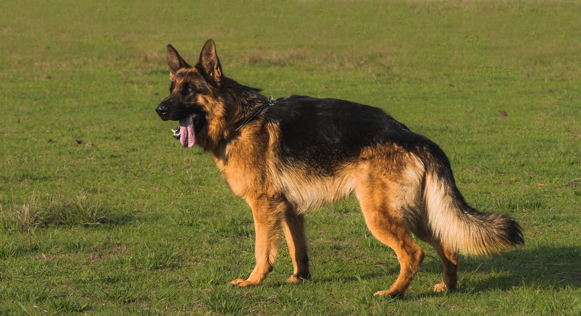 The Elite 1%: What Sets Scott's K9 German Shepherds Apart from the Rest