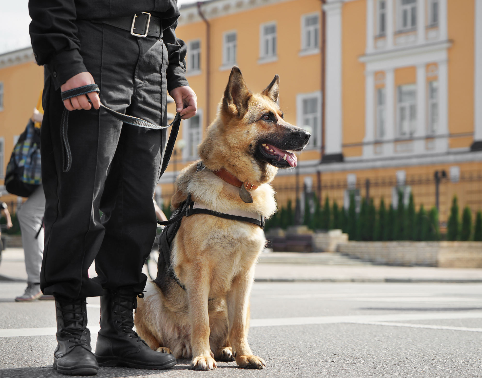 German Shepherd, one of the best executive protective dogs, seated next to a handler on a city street
