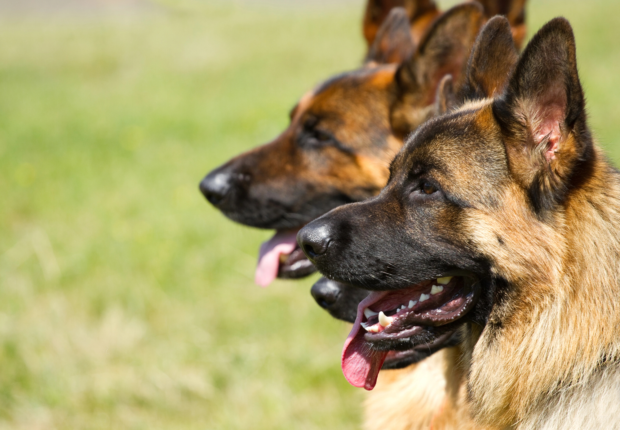 Three German Shepherds, best executive protective dogs, sitting alertly in a field