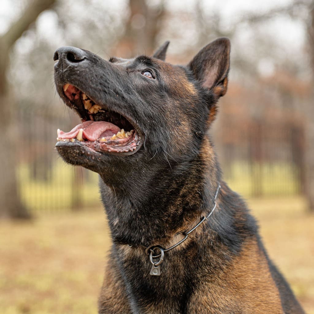 K9 Bart Malinois Dutch Import Certifed Royal Dutch Police Dog face up