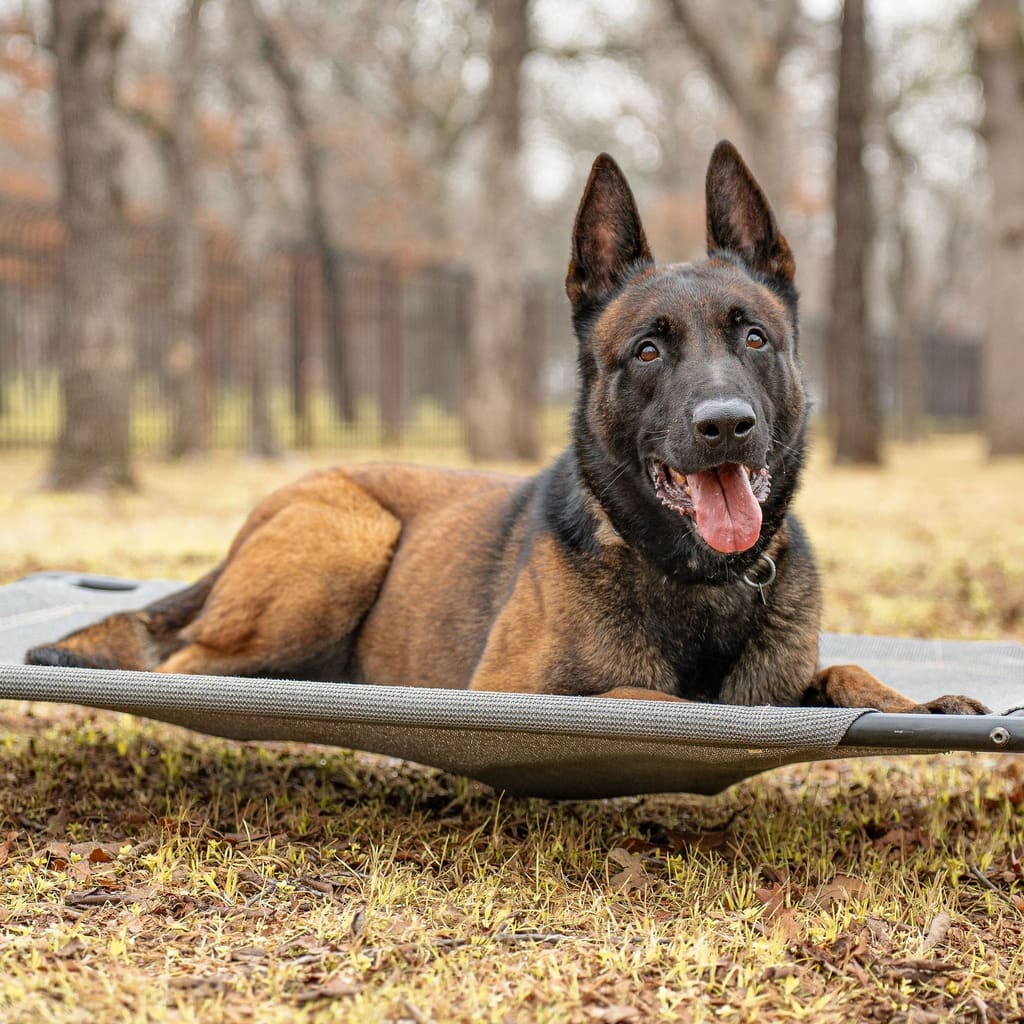 K9 Bart Malinois Dutch Import Certifed Royal Dutch Police Dog rest position