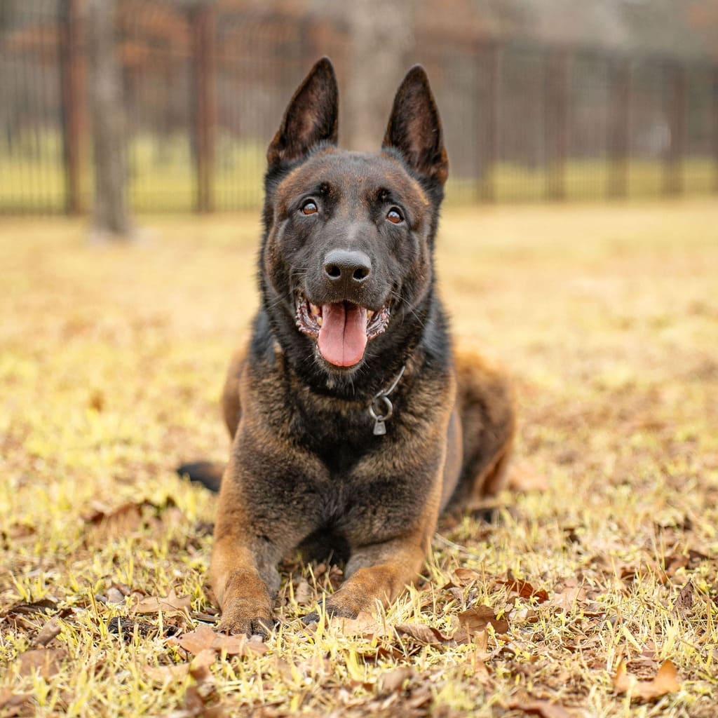 K9 Bart Malinois Dutch Import Certifed Royal Dutch Police Dog rest