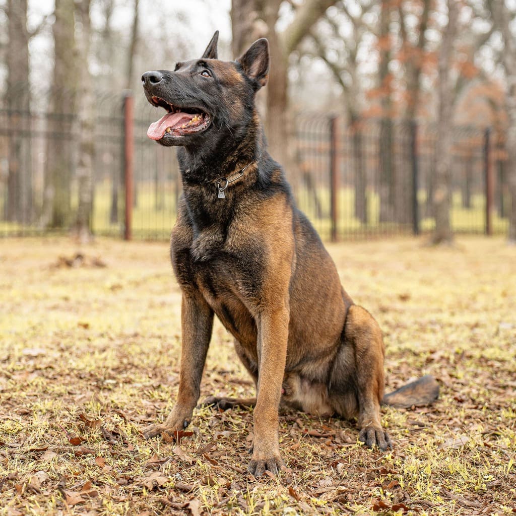 K9 Bart Malinois Dutch Import Certifed Royal Dutch Police Dog watch position