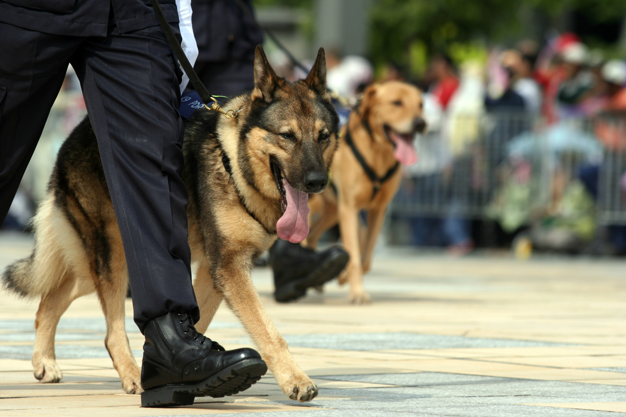 A trained German Shepherd protection dog walking alongside a security officer, with another canine team in the background