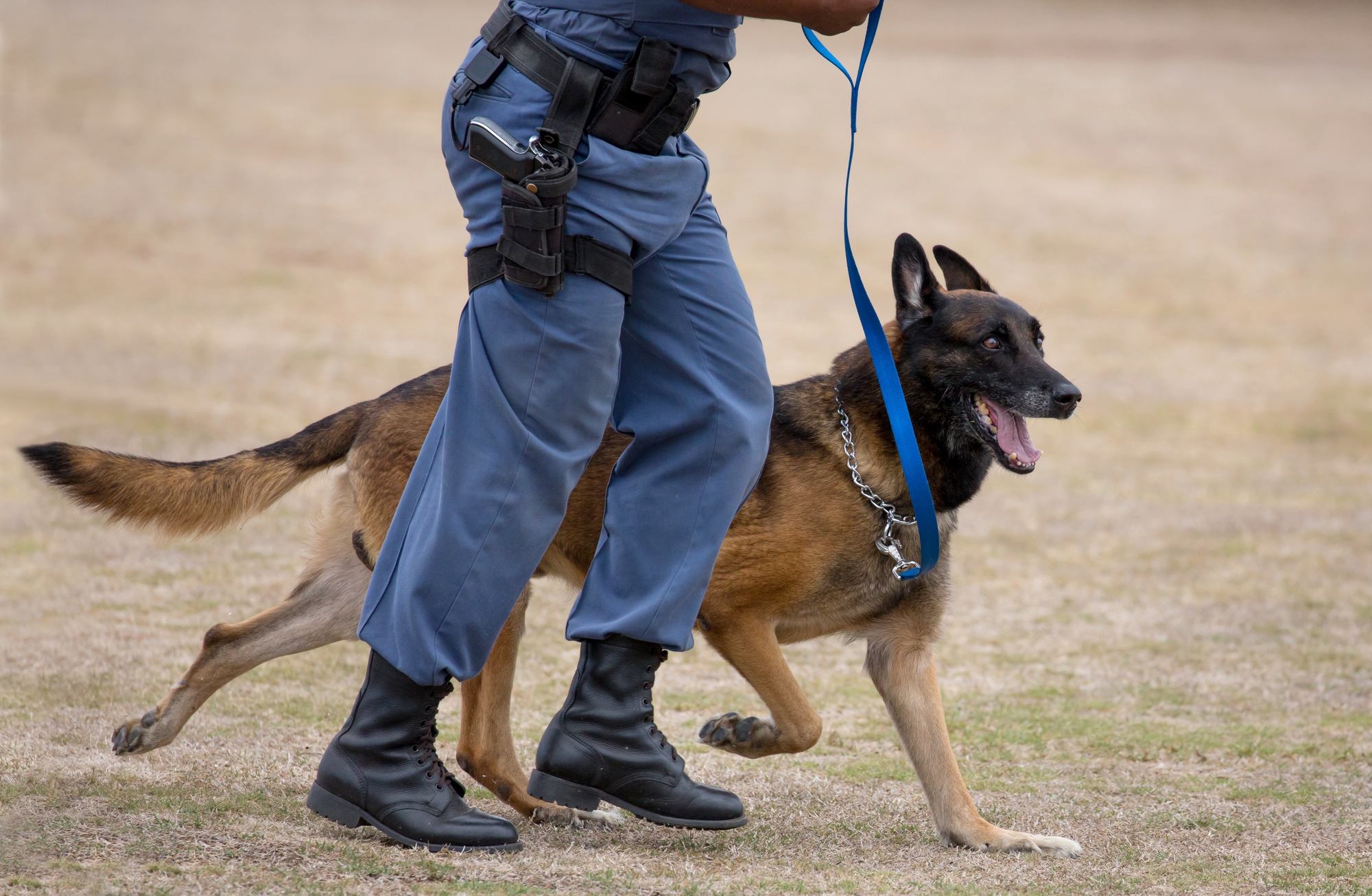 A trained German Shepherd, one of the best executive protective dogs, on duty with a security officer