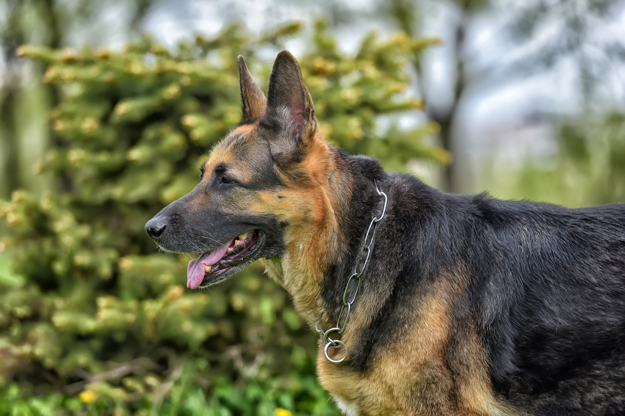 A German Shepherd with a sturdy chain collar standing guard.