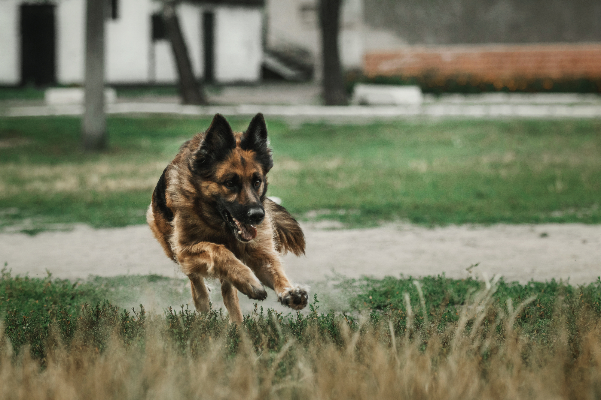 A focused German Shepherd protection dog in action, running across a field, displaying agility and readiness