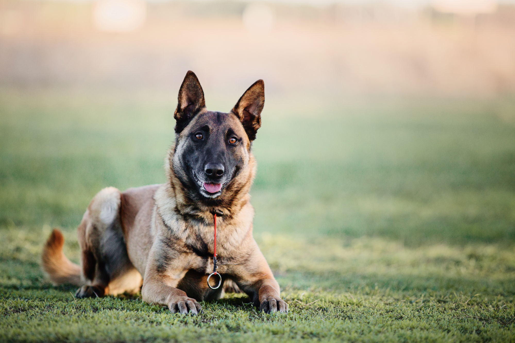 Alert protection dog, a Belgian Malinois, lying on grass with a focused expression