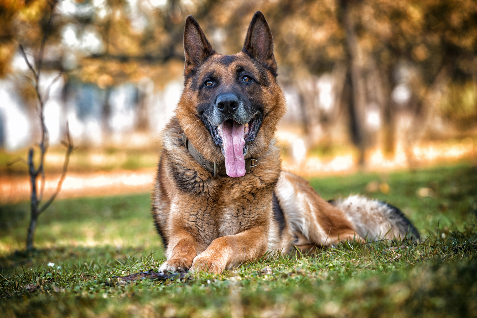 Relaxed protection dog, a German Shepherd, lounging on the grass in a park, tongue out in a serene setting