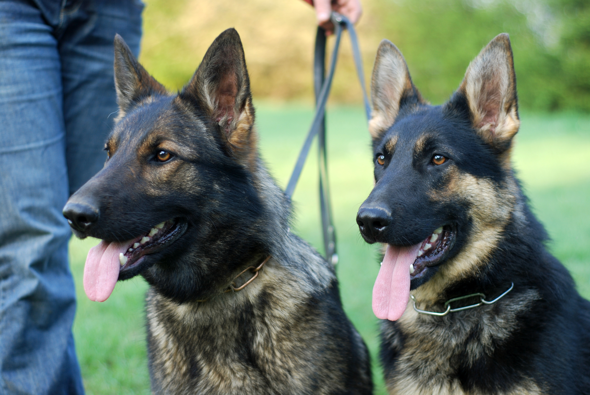 Two alert German Shepherds with focused gazes, held on leashes by an unseen handler.