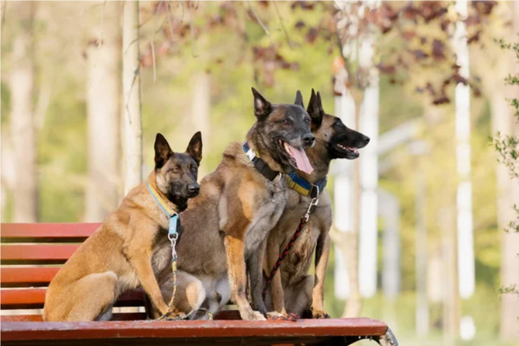 Protection dog selection