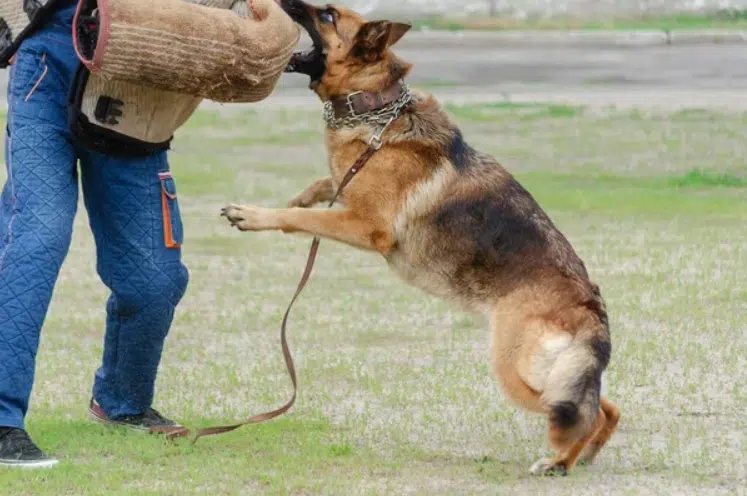 German Shephard Protection Dogs