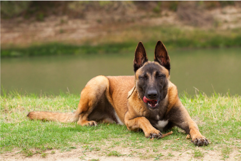 Protection Dogs for Family