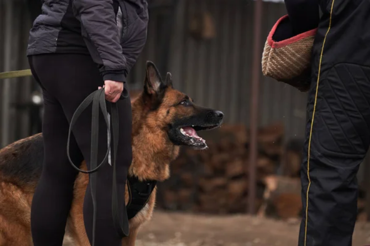 Family protection dogs