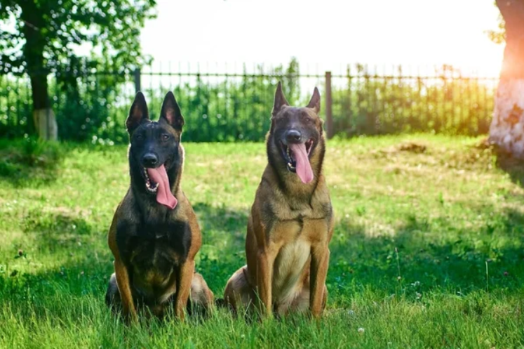 Qualities to Look for in a Protection Dog