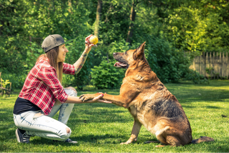 Protection Dogs Training