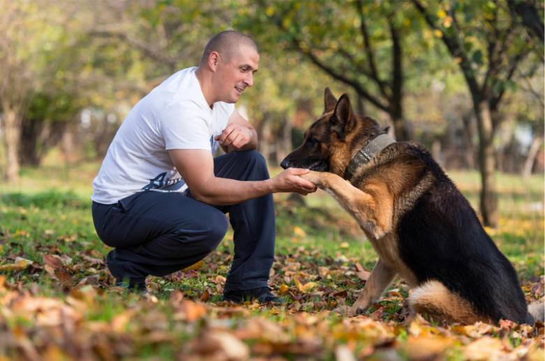 Protection Dogs Training