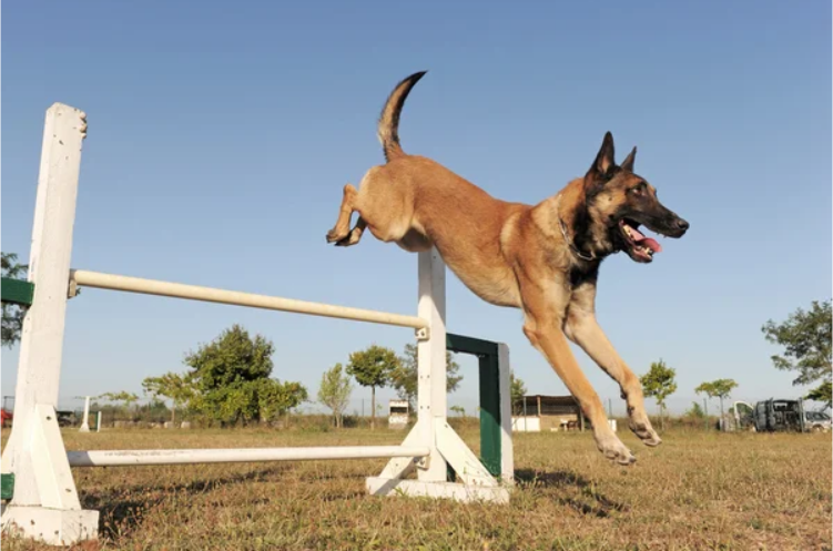 Protection dogs training