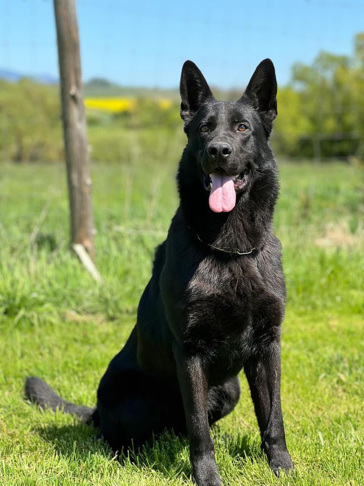 Executive protection dog testimonial