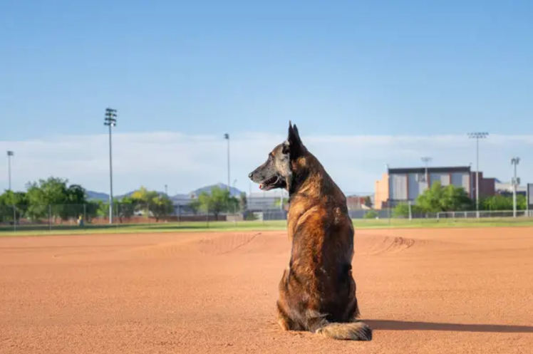 Socializing protection dog