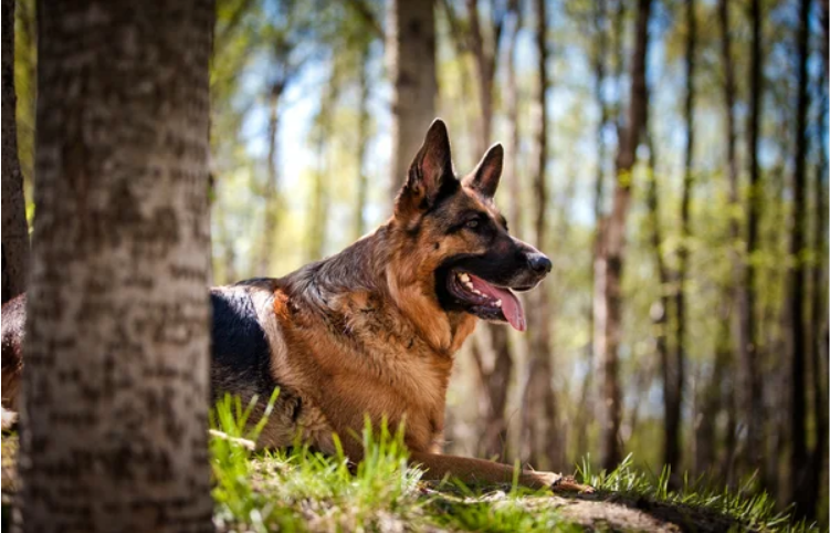 German Shepherd a strong protection dog breed