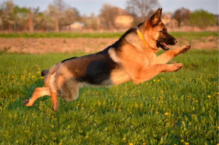 Training of German Shepherd protection dog