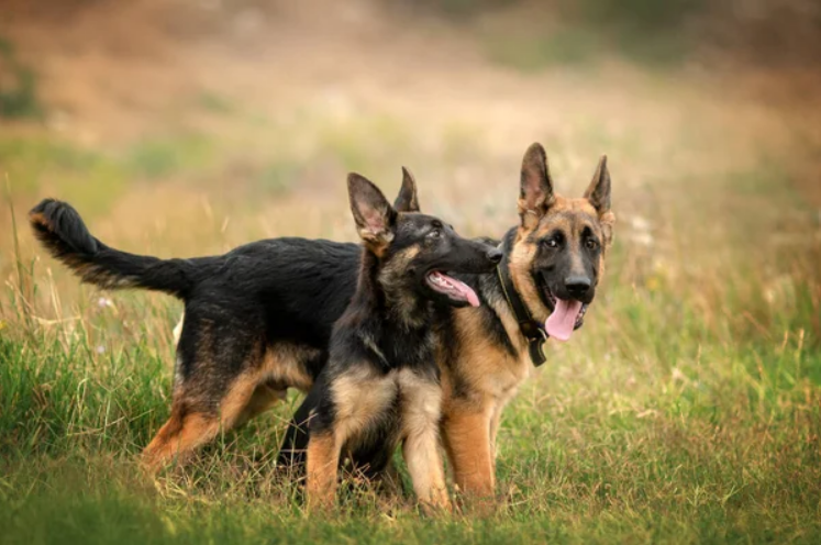 Making your protection dog friendly