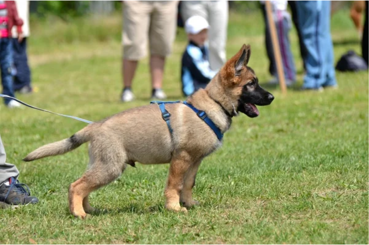 Choosing between protection dog puppies