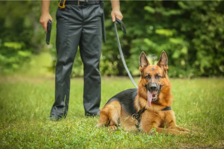 Protection dog nature with firearms