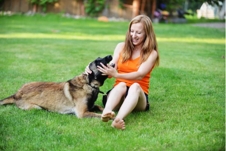 Protection dogs to guard your family