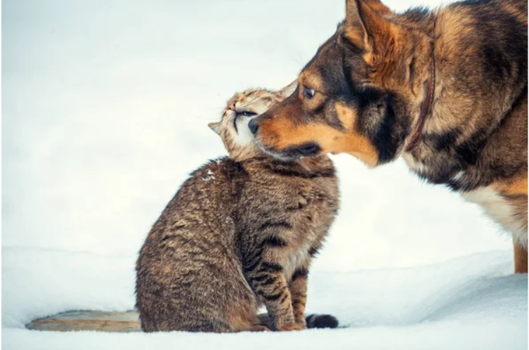 Introducing protection dog to other animals