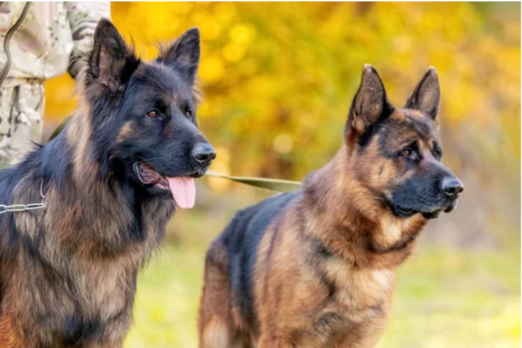 Advantages of protection dogs