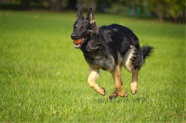 German Shepherd training for protection work