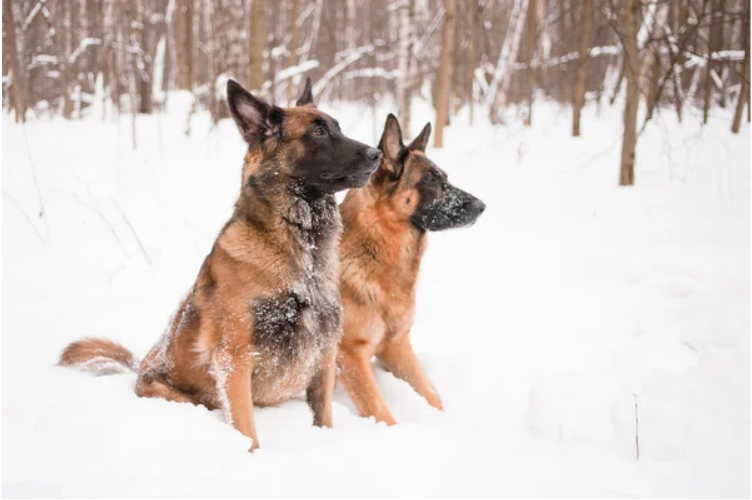 Selecting dogs between Belgian Malinois and German Shepherd