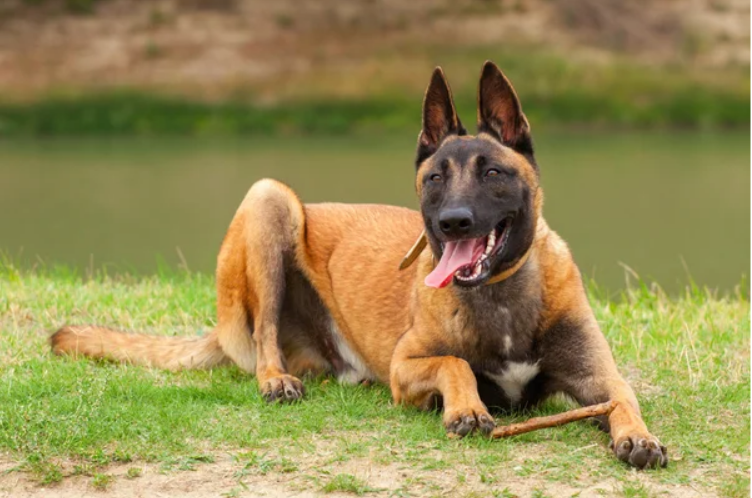 Belgian Malinois or German Shepherd what to choose