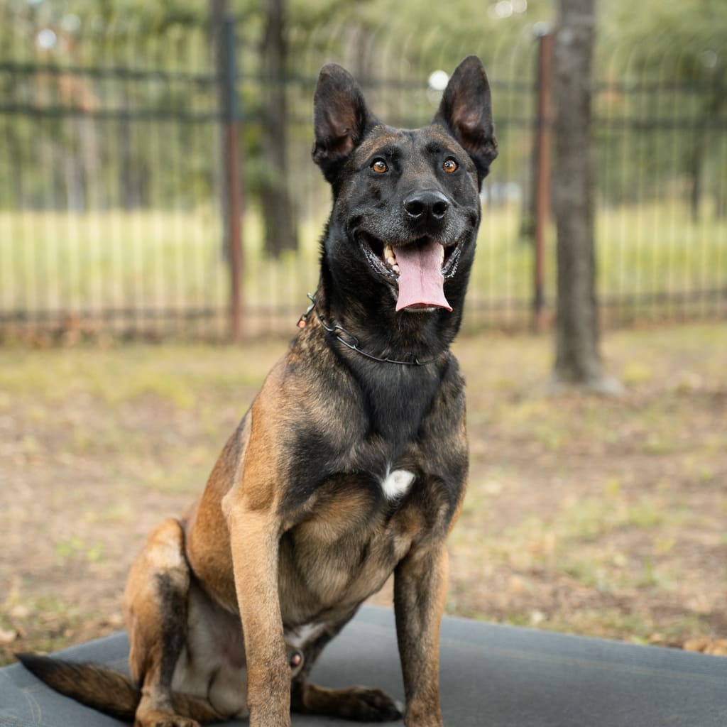 k9 aybo dutch import shepherd family protection dog