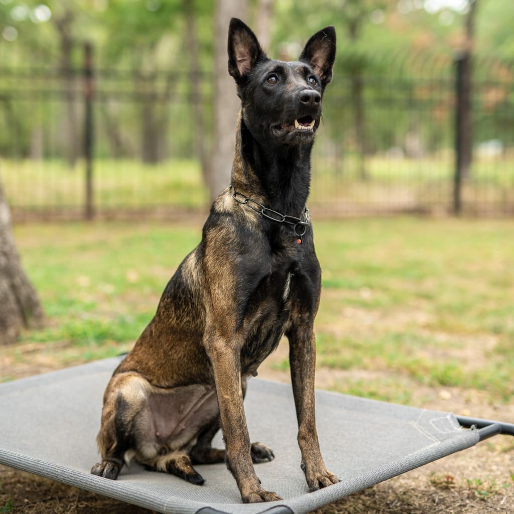 k9 nikki dutch malinois family protection female dog