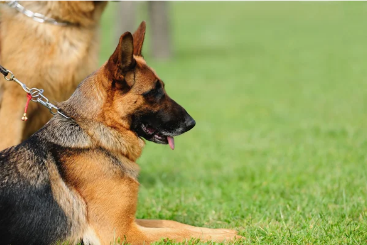 Protection dogs as family pets