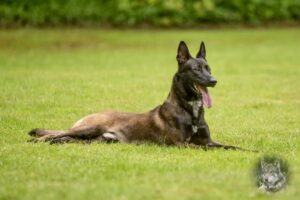 k9 nero dutch malinois family protection dog sitting