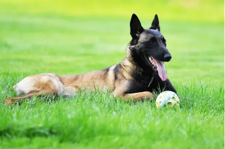 a dog lying in the grass with a ball