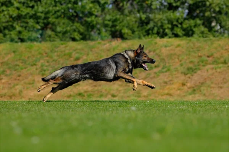 A German Shepherd Running into Grounds