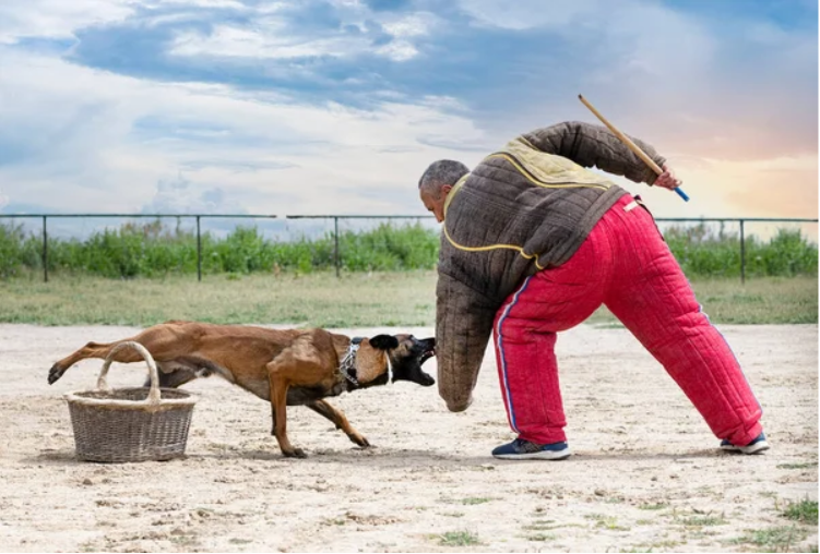 a man training with a dog