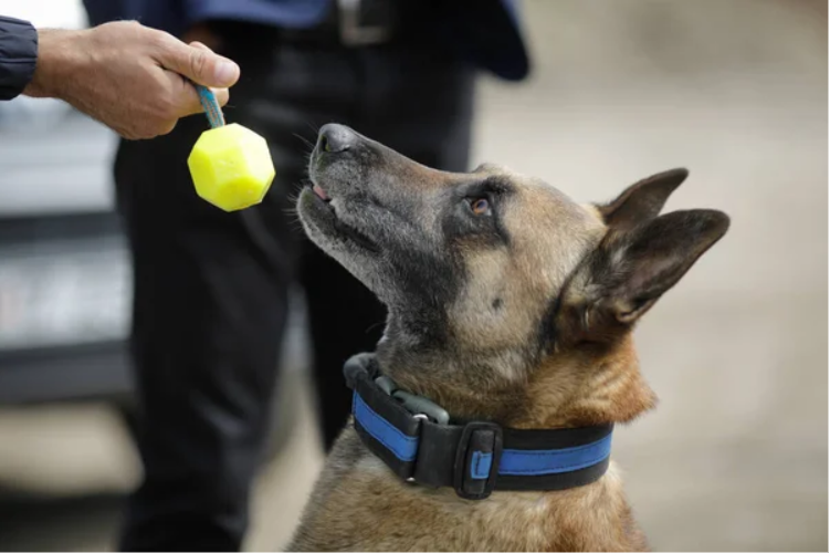 A dog training his senses with his trainer