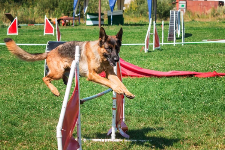 Exercise to keep your dog fit 