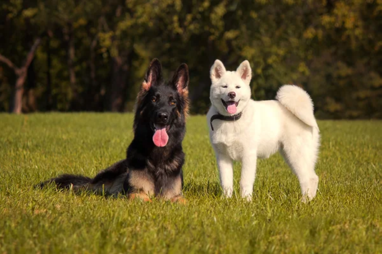 Friendly protection dogs