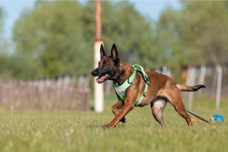 A German Shepherd in Training Ground