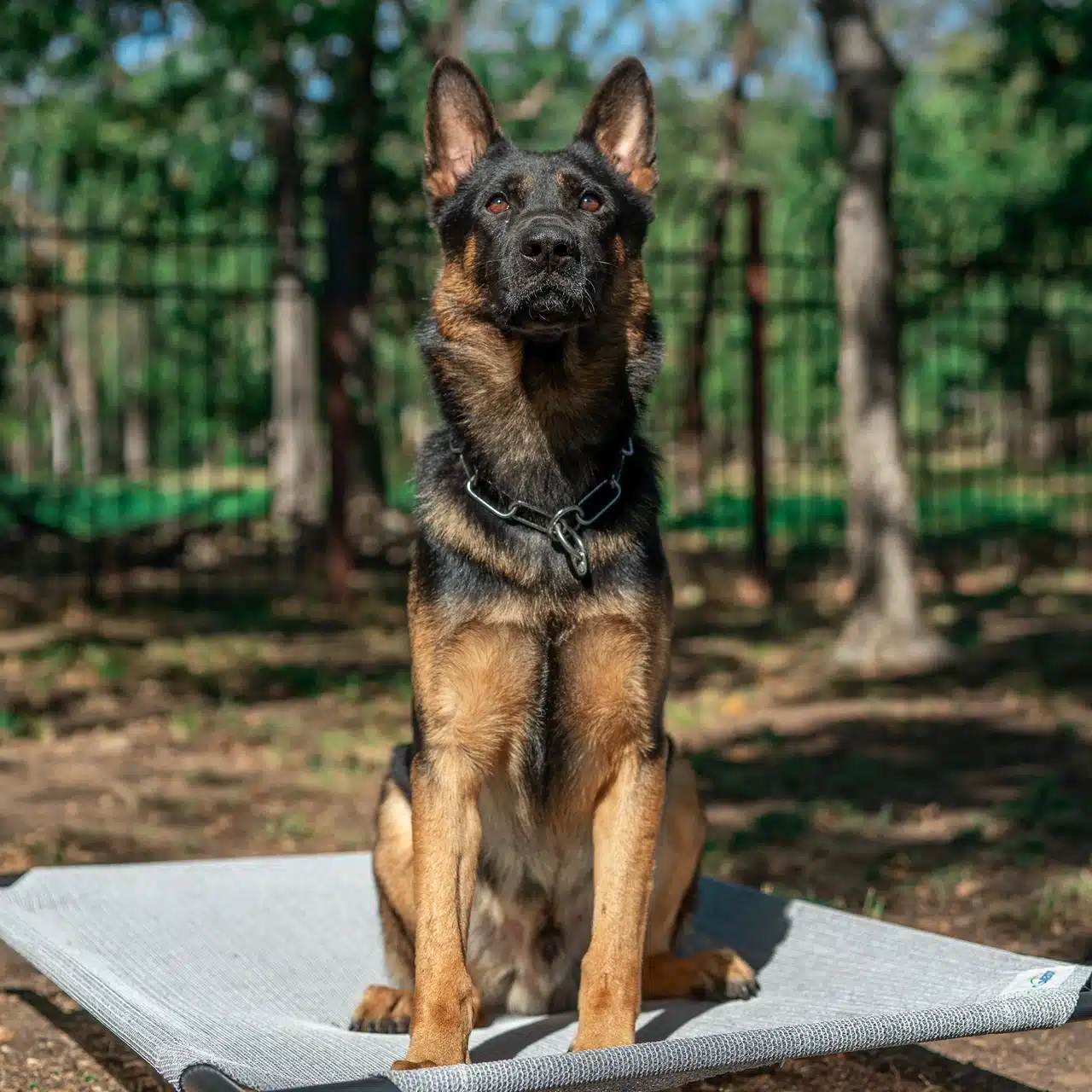 k9 lurko hungary german shepherd sitting on a dog bed 2