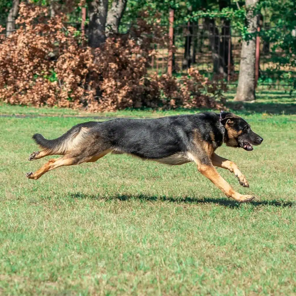 k9 lurko hungary german shepherd running in the grass