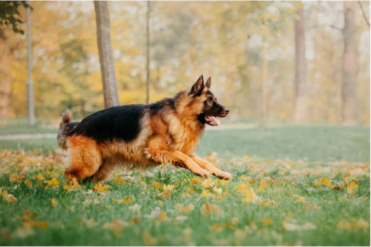 Common causes of weight gain in protection dogs